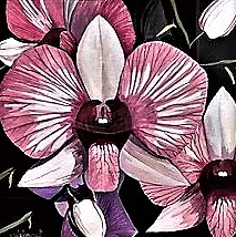 Blush Orchid Size: 13 X 13 “ Unframed   22 X 22 “ Framed Year:  2002 By Antonio del Moral
